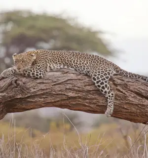 Leopard resting on a tree branch during a Tanzania wildlife safari in Serengeti National Park