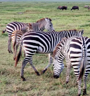 Zebras grazing in Serengeti National Park during a Tanzania wildlife safari