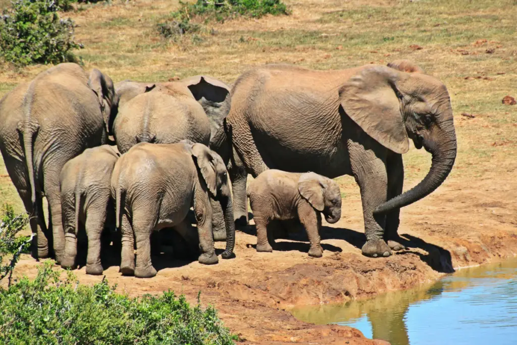 Elephants drinking water during wildlife safari in Tarangire National Park Tanzania