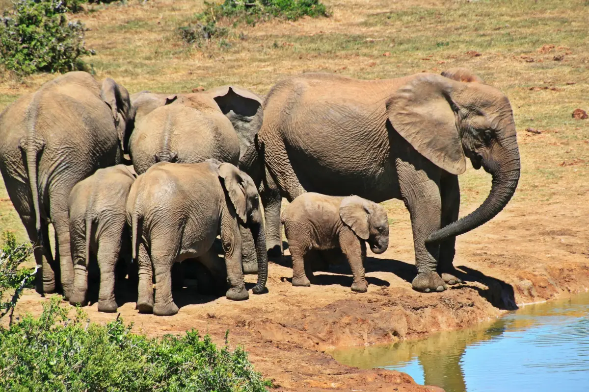 Elephants drinking water during wildlife safari in Tarangire National Park Tanzania