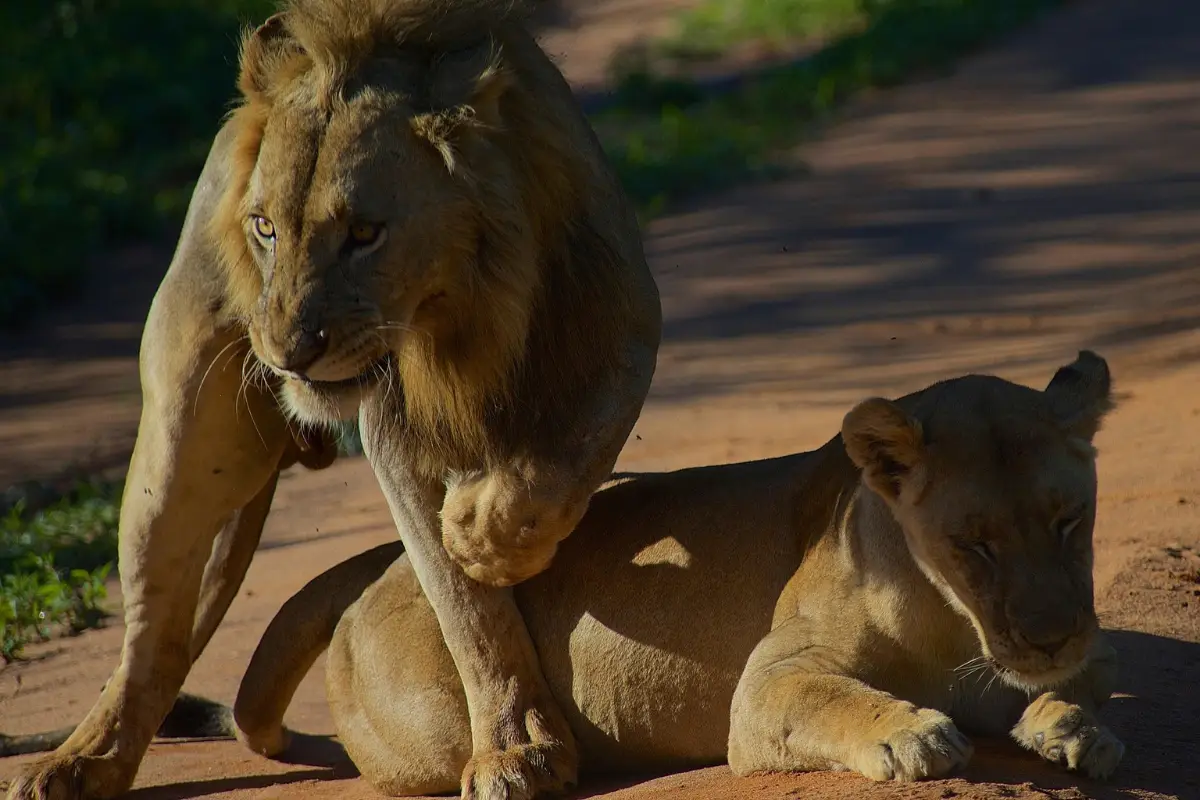 Lions resting during a wildlife safari in Tarangire National Park Tanzania