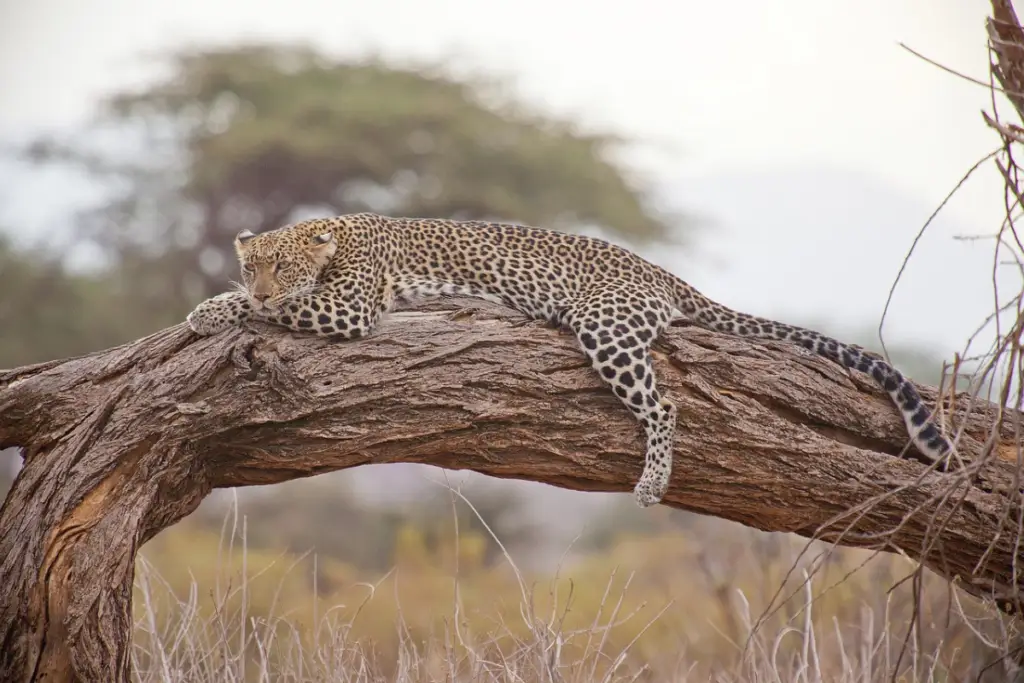 4 Days Serengeti and Ngorongoro Safari Tanzania wildlife adventure