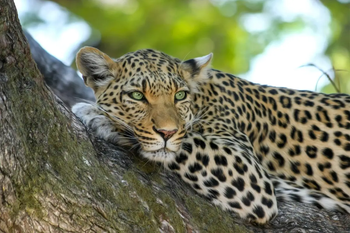 7 Days Tanzania Safari featuring Serengeti, Ngorongoro Crater, Tarangire and Big Five wildlife experience