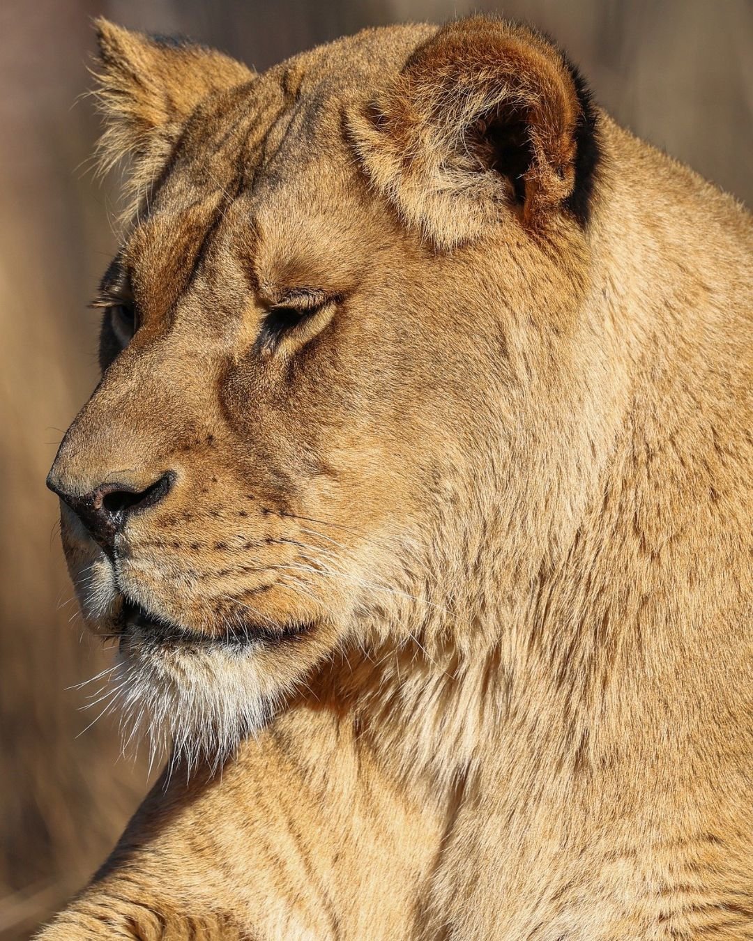 African lion in Serengeti National Park Tanzania