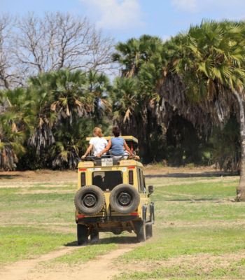 Private safari jeep experience in Tanzania with guide exploring wildlife