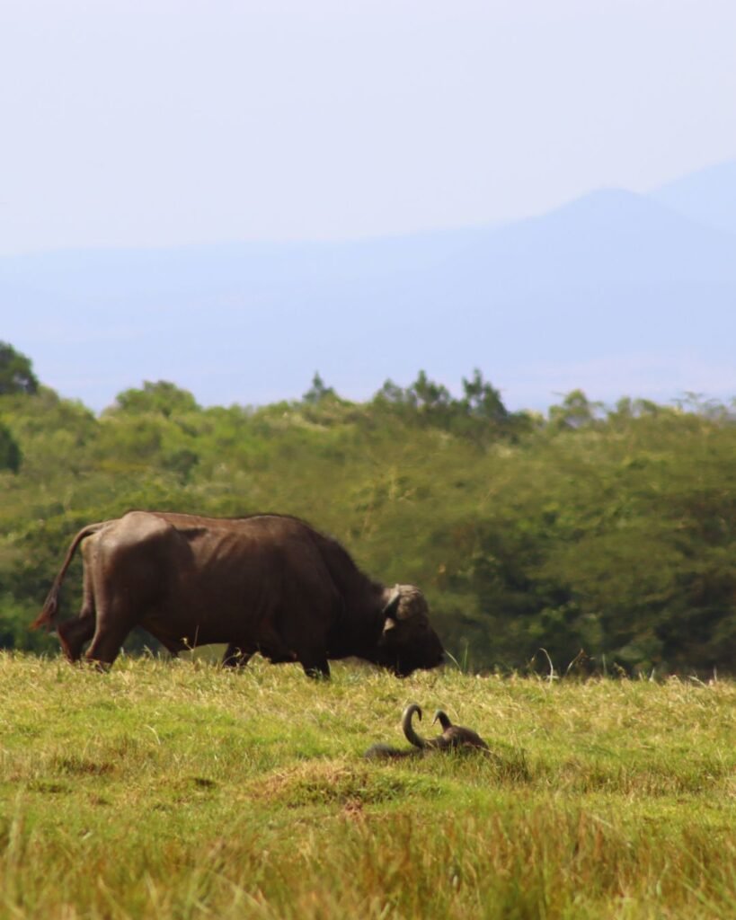 Wildlife in Arusha National Park Tanzania with buffalo and open savannah landscape