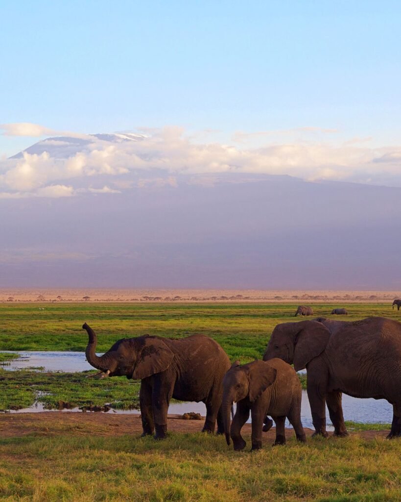 Elephants in Tanzania safari near water at sunset African wildlife