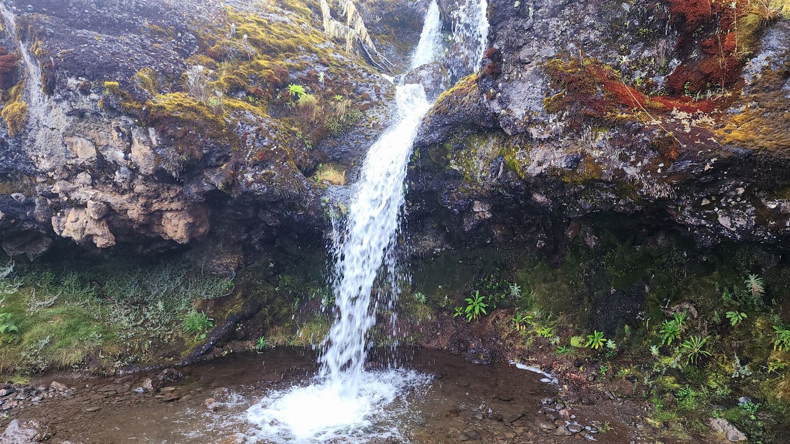 Machame Camp on Mount Kilimanjaro where climbers spend their first night in the rainforest zone