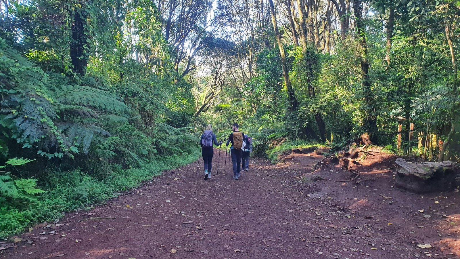 Hikers walking through the lush rainforest on Mount Kilimanjaro during the first day of trekking