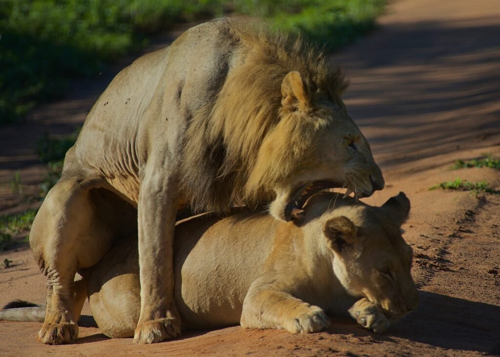 African lion in Serengeti National Park, Tanzania