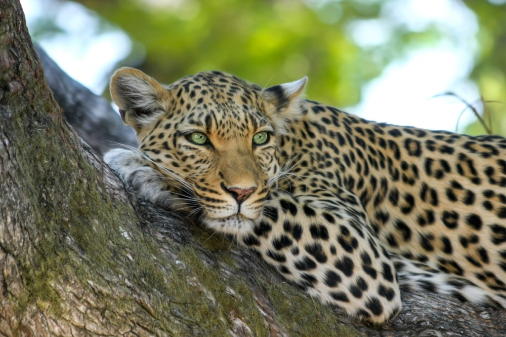 African leopard resting on a tree branch during a Tanzania safari