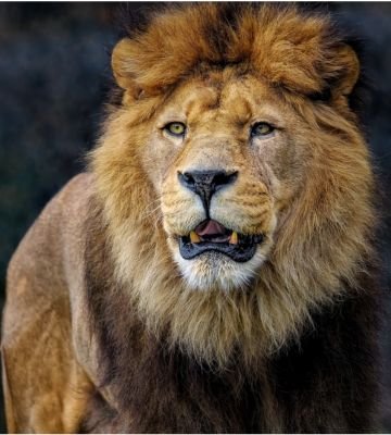Male lion in Serengeti National Park Tanzania during African wildlife safari