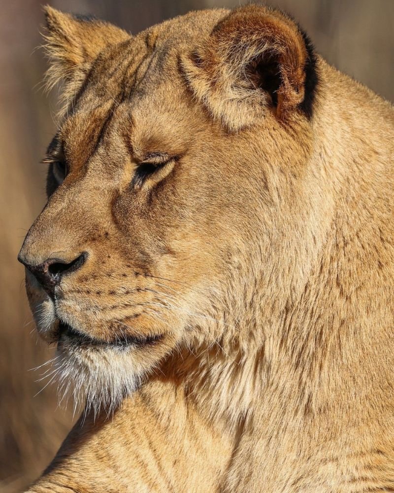 African lion resting in Serengeti National Park during a Tanzania wildlife safari.