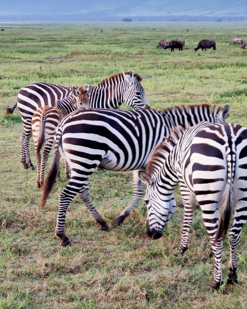 Zebras grazing on the open plains of Serengeti National Park during a Tanzania wildlife safari.