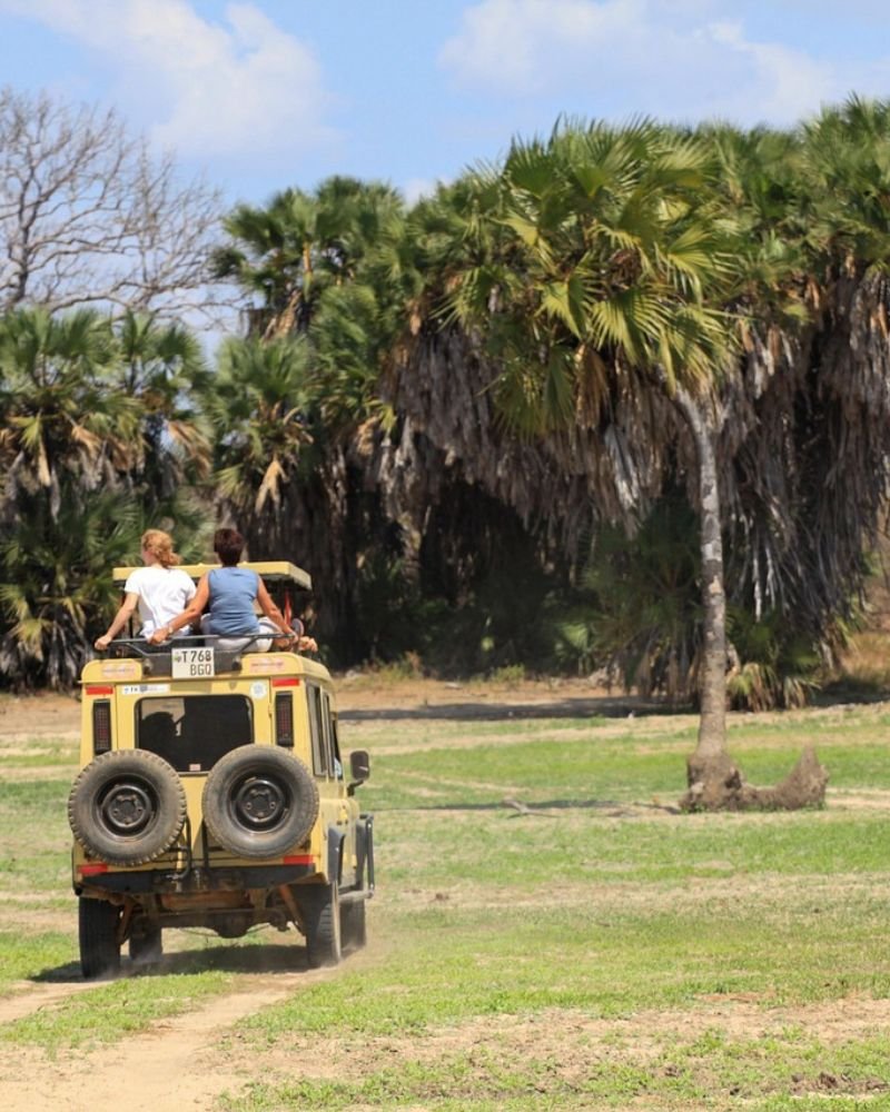 Safari game drive in Tarangire National Park, Tanzania