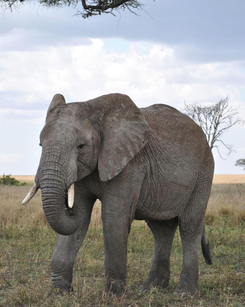 African elephant walking through the savannah during a Tanzania safari near Mount Kilimanjaro