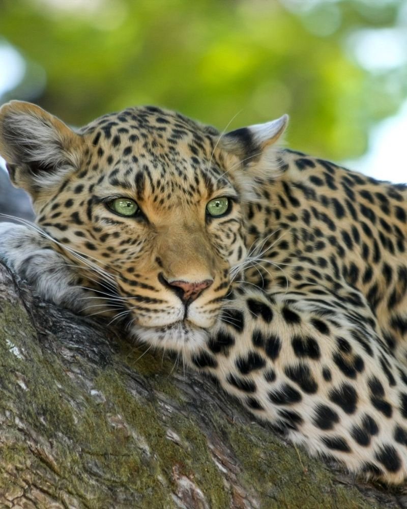African leopard resting in Serengeti National Park during a Tanzania safari
