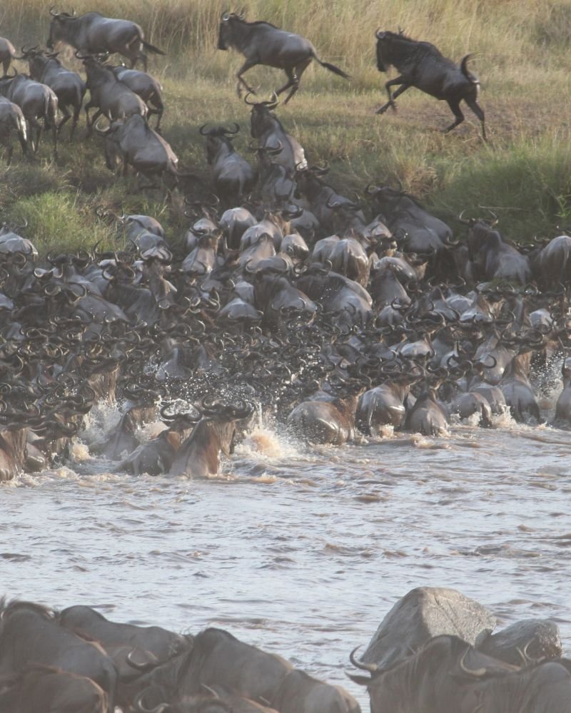 The Great Wildebeest Migration crossing a river in Serengeti National Park, Tanzania
