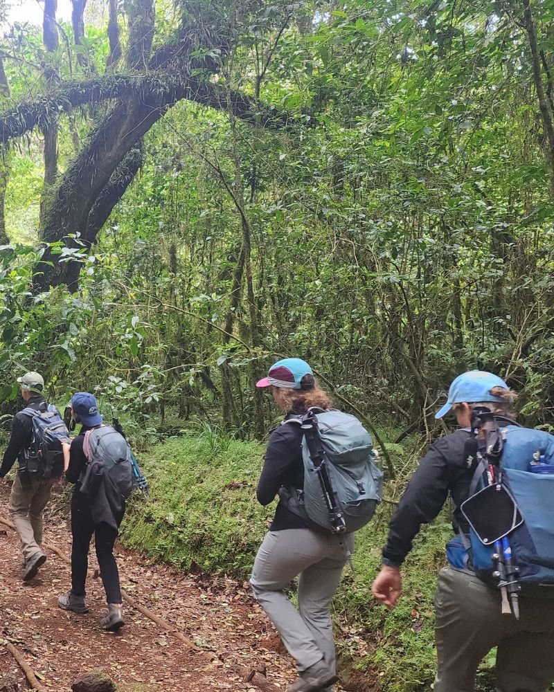 Hikers enjoying a Mount Kilimanjaro day hike in Tanzania rainforest