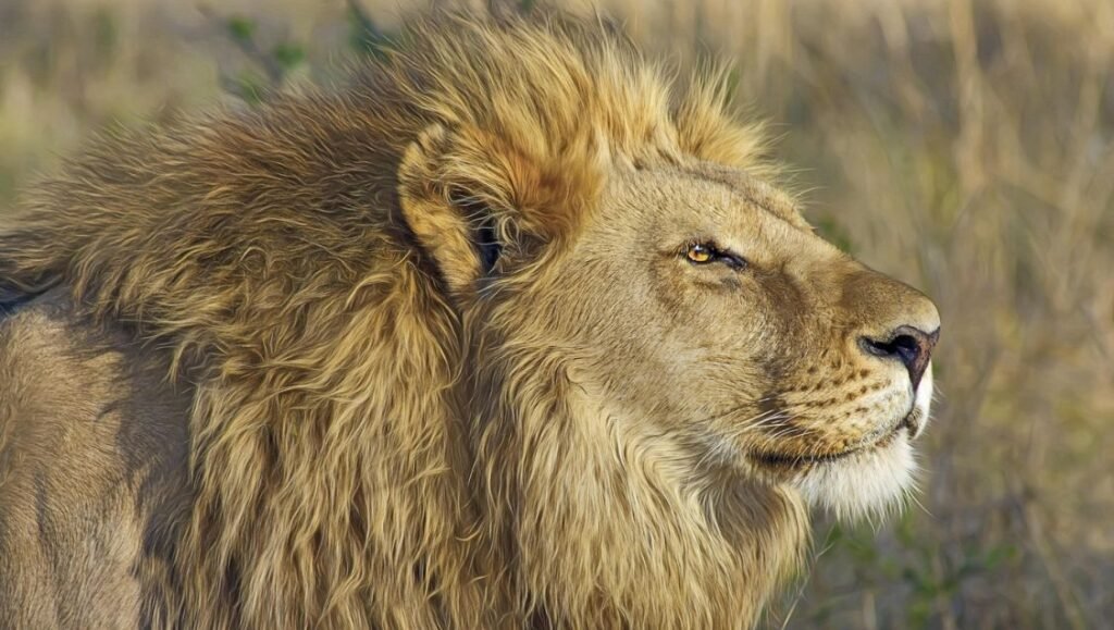 African lion in Serengeti National Park, Tanzania