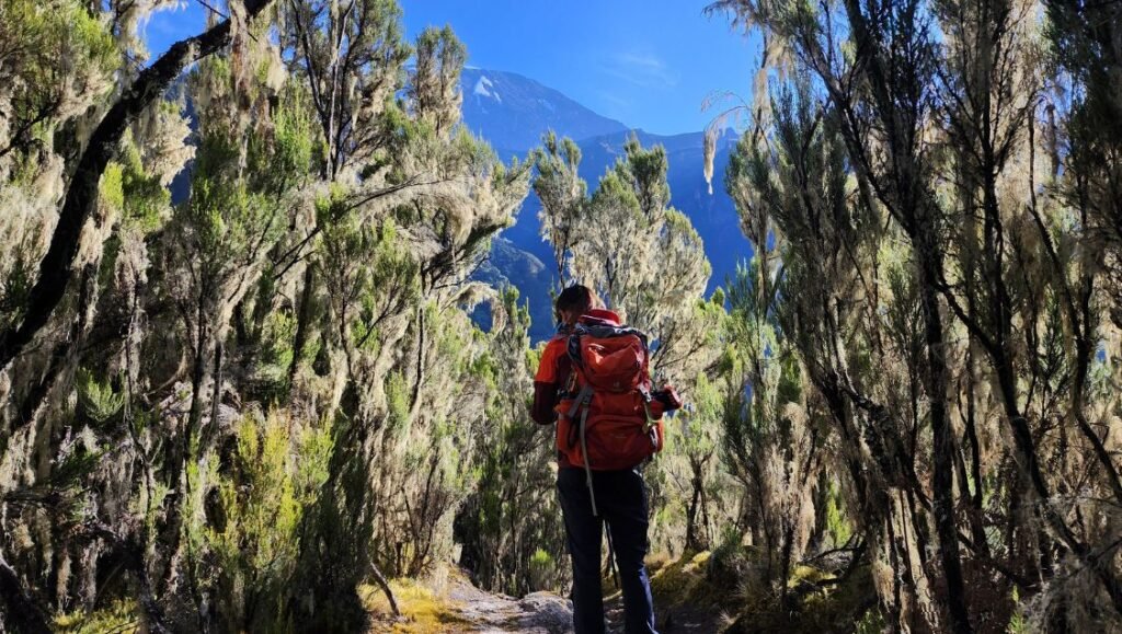 Climbers hiking through the rainforest on the Mount Kilimanjaro Umbwe Route, Tanzania.