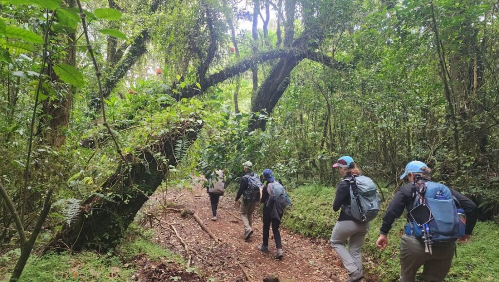 Hikers trekking through the lush Mount Kilimanjaro Rainforest Zone on a guided climb in Tanzania.