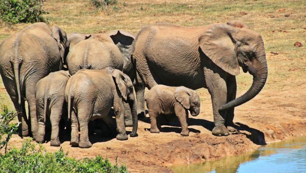 Elephants in Tarangire National Park, Tanzania