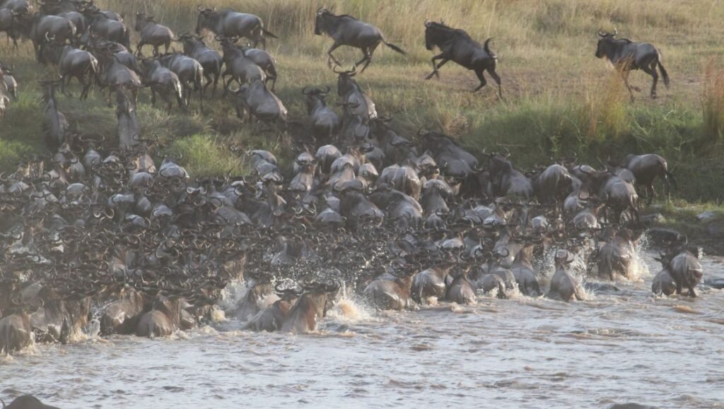 Wildebeest migration in Serengeti National Park, Tanzania