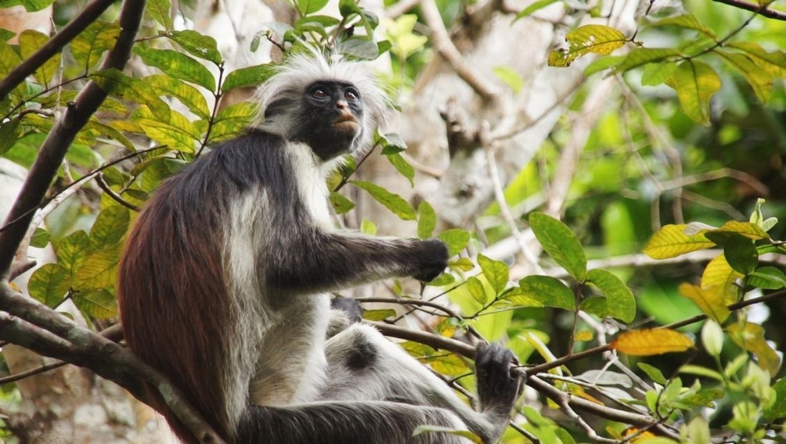 Red colobus monkey in Jozani Forest Zanzibar