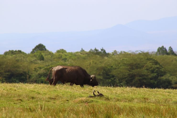 Wildlife safari in Arusha National Park Tanzania