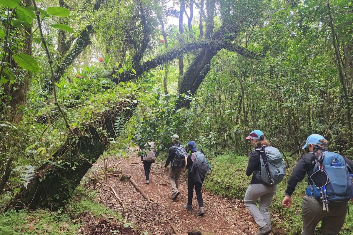 Rainforest trekking scenery on Mount Kilimanjaro