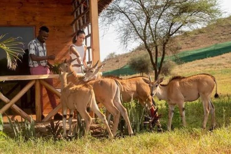 Serval wildlife experience in Tanzania